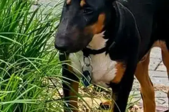 Lost dog, Langlands Street, 19, Karana Downs - male, 1 year old, friendly - photo