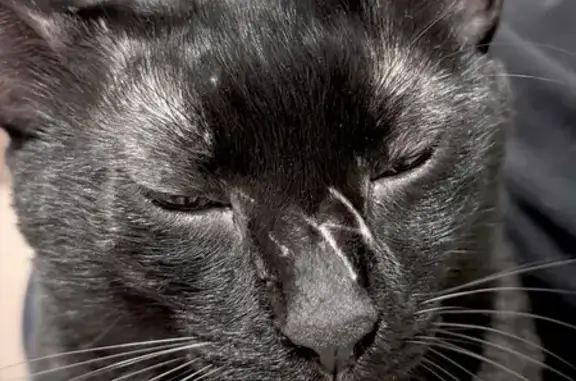 Lost and found pets Singapore, photo: Lost cat, Singapore 090109, Hougang - male, black with a scar on his face