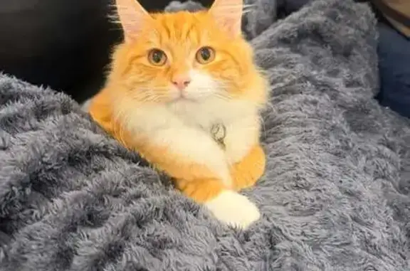 Lost cat, Hanks Street, Inner West Council, Canada Bay - ginger and white, long fur - photo