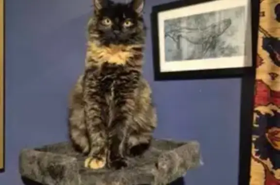 Lost cat, King Street, 585A, Sydney, Kingsford - timid torti, young and medium-haired - photo