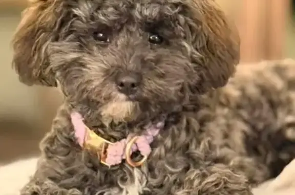 Lost dog, Morisset - 9-month-old puppy with a purple collar - photo