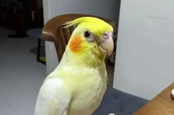 Lost and found pets Singapore, photo: Lost bird, Edgedale Plains, 171, Serangoon - lutino cockatiel, trimmed wing feathers