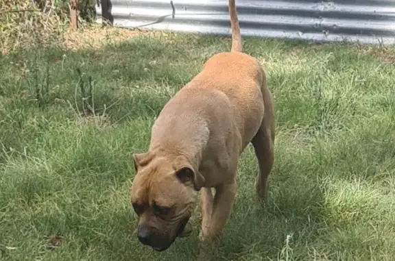 Lost dog, Tingha, New South Wales, Inverell - friendly tan dog - photo
