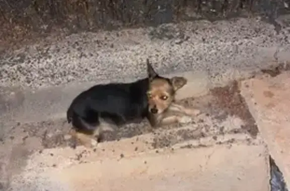 Perdido perro hembra, Calle Santander, 10, Arrecife — asustadiza - photo