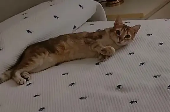 Perdido gato hembra, Calle Alta, 27, Puente de Vallecas - color claro, ojos color miel - photo
