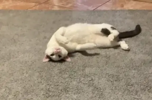 Lost cat, Popondetta Road, 86, Quakers Hill - white cat with black spots - photo