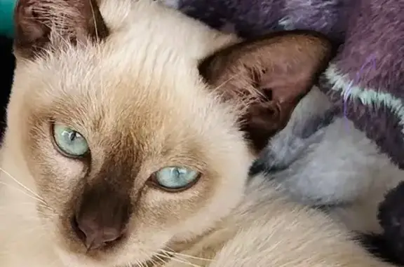 Lost cat, Pullaming Street, 10-12, Gunnedah - female, 8 months old - photo