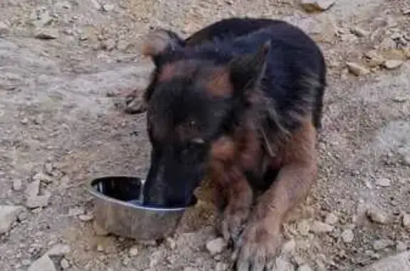 Perro macho (pastor alemán) encontrado en la ubicación adjunta. Es negro, de pelo largo y lleva collar (se adjuntan fotos). Se va a intentar sacar de la rambla y llevar a policía local. Si alguien lo está buscando puede llamarme al 640 50 96 83 o acudir a Policía Local de Librilla, que es donde le van a llevar.