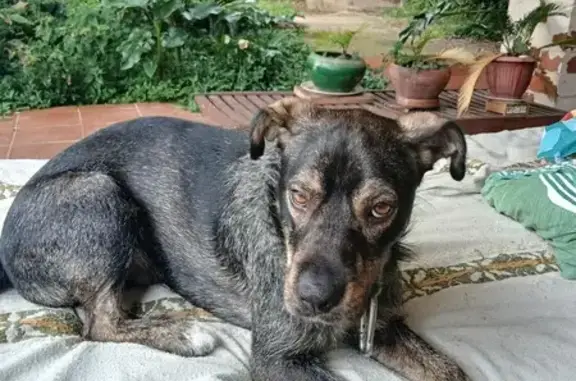 Perro perdido macho, Avinguda de Can Volard, Cànoves, Granollers - sin collar y no se deja coger - photo