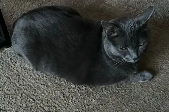 Lost cat, Starkey Avenue, 1302...