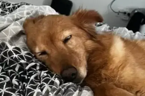 Lost dog, Rich Beem Boulevard, El Paso - 9-year-old female with fuzzy feet - photo