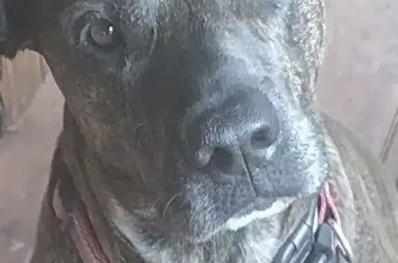 Lost dog, Hollenbeck Road, 4044, Marathon Township, Columbiaville — brindle female - photo