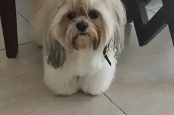 Perdido perro hembra, Avenida Sendero De Los Robles, 4271, Zapopan, Nuevo Mexico - shih tzu con moño rosa - photo