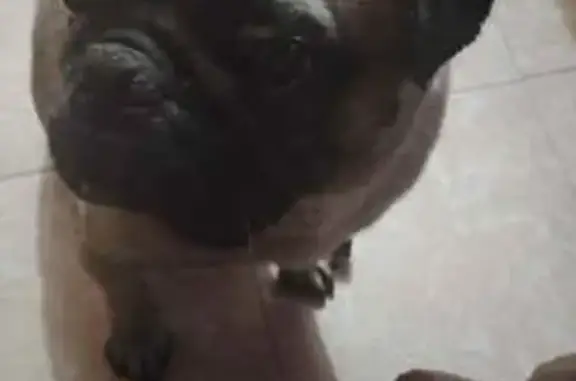 Perros perdidos, Mexico City, foto: Perdido perro masculino, Los Reyes Acaquilpan, Estado de México, México City - pug con ojos enfermos