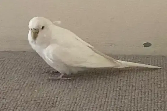 Found bird, Dafforne Road, Eng...