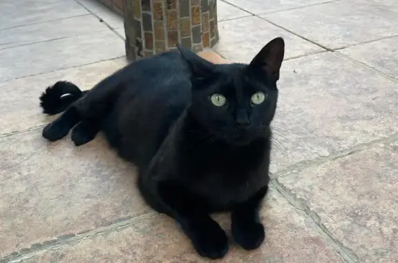 Perdido gato hembra, Ronda de la Huerta Nueva, Utrera, Madrid - negra con ojos verdes, pequeña, con chip y castrada - photo