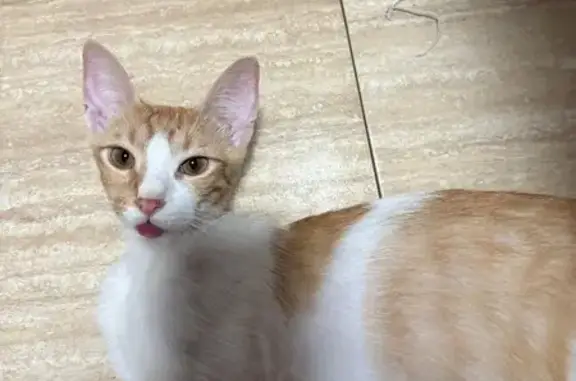 Perdido gato hembra, Carrer de Sabadell, 47, Rubí, Vilanova i la Geltru - gata muy delgada - photo