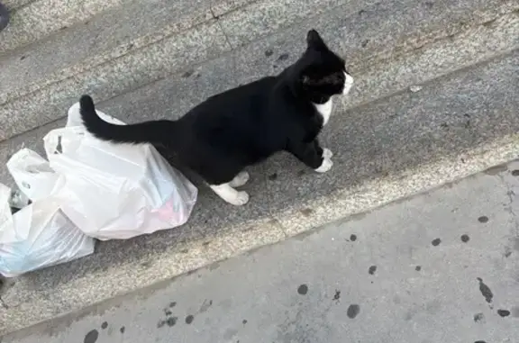 Gato encontrado Benalmadena, foto: Encontrado gato macho, Calle Aguamarina, Benalmadena - ojos verdes