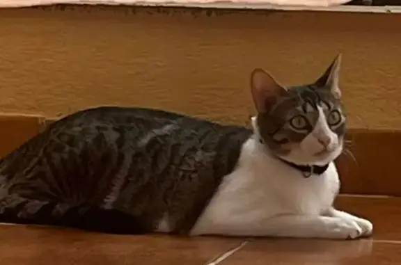 Perdido gato hembra, Carrer Benidorm, 37, El Grau de Moncofa, Barcelona - parda y blanca - photo