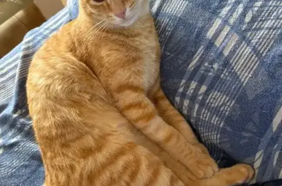 Perdido gato macho, Diseminado Carretera Lorca, 91, Alcantarilla - photo