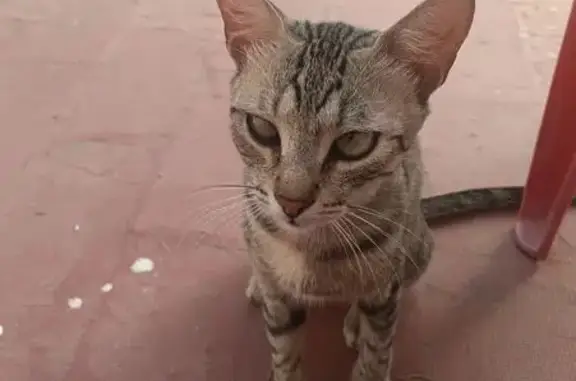 Gato encontrado Huelva, foto: Encontrado gato hembra, Calle Colón, 25A, San Juan del Puerto, Huelva - sin chip