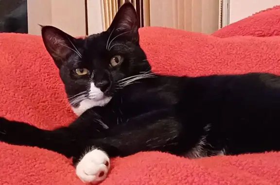 Lost cat, Halifax — male, tuxedo black and white, chipped - photo