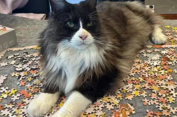 Lost cat, Bogota Avenue, 3, North Sydney, Mosman - male Maine Coon with white paws - photo