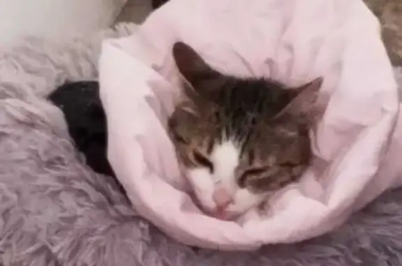 Perdido gato hembra, Plaça Diseminados, 123, Pedralba, Manises - atigrada, muy cariñosa - photo