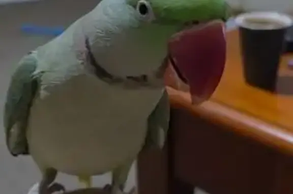 Lost bird, Hurling Drive, Mount Barker District Council, Mount Barker - male Alexandrine parrot - photo