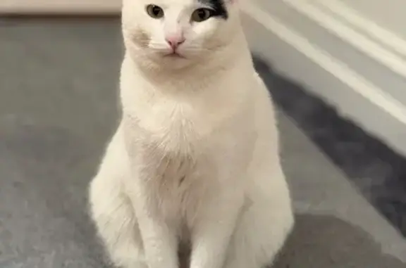 Perdido gato macho, Avinguda de França, 159, València - muy dócil, castrado y con chip - photo