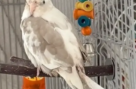 Lost Bird, Northwest 62nd Aven...