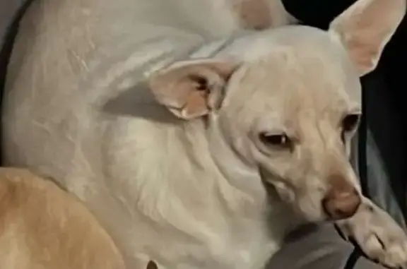 Lost dog, River Park Road, 529, McGregor - white Chihuahua mix - photo