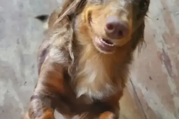 Lost dog, Quartz Lane, 134, Elgin, Richardson - female, microchipped - photo