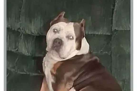 Lost dog, Drexel, Missouri, Adrian - short potato-type dog with cool markings - photo