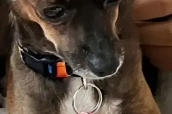 Lost dog, 70th Street West, 4538, Bradenton - small brown Chihuahua, female - photo