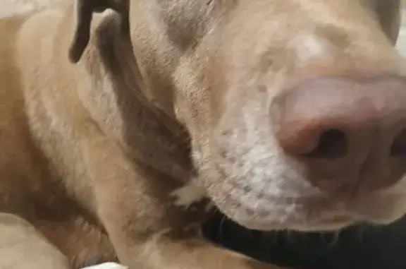 Missing dog Indio, photo: Lost dog, Sultana Avenue, 80222, Indio - female, brown coat, brown eyes
