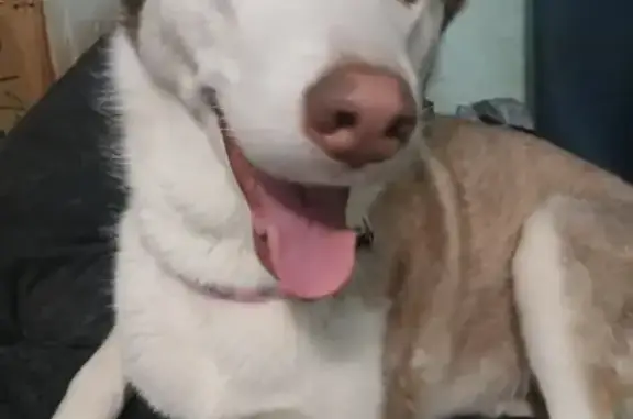Missing dog Indio, photo: Lost dog, Sultana Avenue, 80192, Indio — female husky