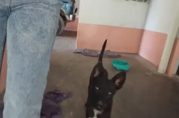 Perdido perro macho, 10 de Febrero, 107, Victoria de Durango - negro con pecho blanco - photo