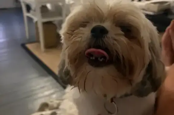 Lost dog, female, Bowman Avenue, Indianapolis - shy rescue dog - photo