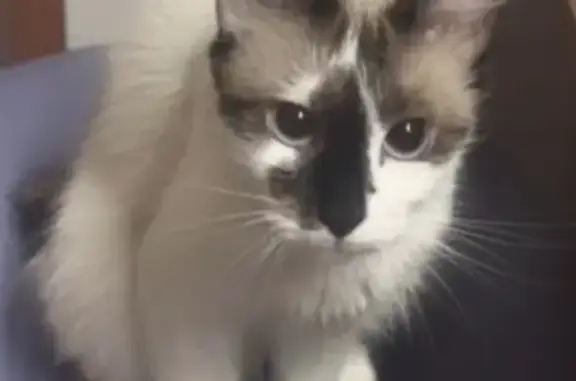 Perdido gato hembra, Avenida Juan Carlos I, 10, Alcala de Henares - con pon pon y nariz negra - photo