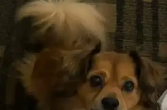 Missing dog Nashville, photo: Lost dog, Music Valley Drive, 2412, Nashville - very small, friendly, black harness