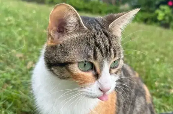 Se escapó de casa a las 3:55 de la mañana. Una calico muy asustadiza, si le encontráis no la intentéis tocar y llamad inmediatamente por favor!