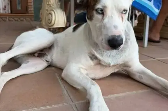 Perdido perro macho, Dúrcal, Granada - ojos azules y grapa en el hocico - photo