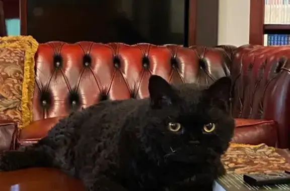 Lost cat, Ascot Avenue, 3, Burnside, Unley - very friendly indoor cat - photo