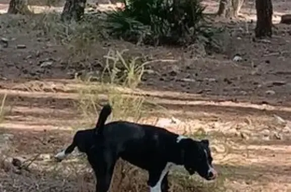 Perro encontrado Torremolinos, foto: Encontrado perro masculino, zona bosque de Aqualand Torremolinos, Torremolinos - tamaño mediano