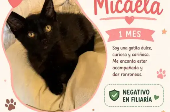 Encontrado gato hembra, Parque...