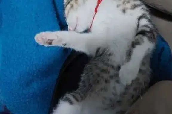 Animales perdidos Tlalnepantla, foto: Perdida gata hembra, Campeche, 264, Ciudad de México, Tlalnepantla - embarazada de 8 meses y con collar rojo
