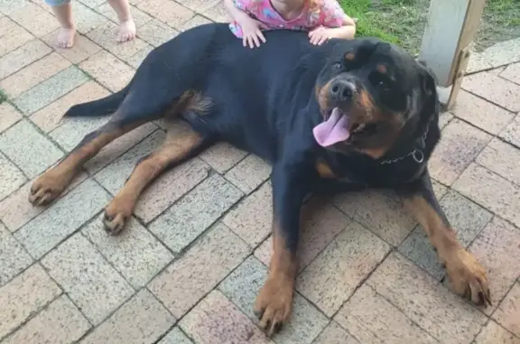 Lost dog, Heathcote Court, Logan, Park Ridge - male, black and tan, friendly - photo