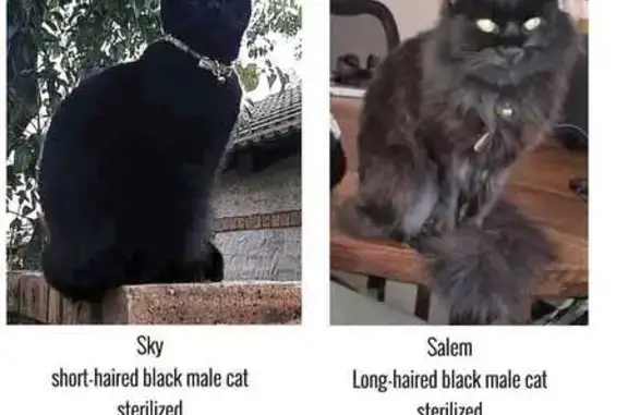 Lost cat, Midrand, Gauteng, Johannesburg - male, sterilized black cats - photo