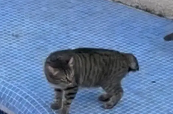Gato común atigrado con la cola cortada